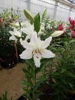 [4359 Mission DJ No01.JPG]